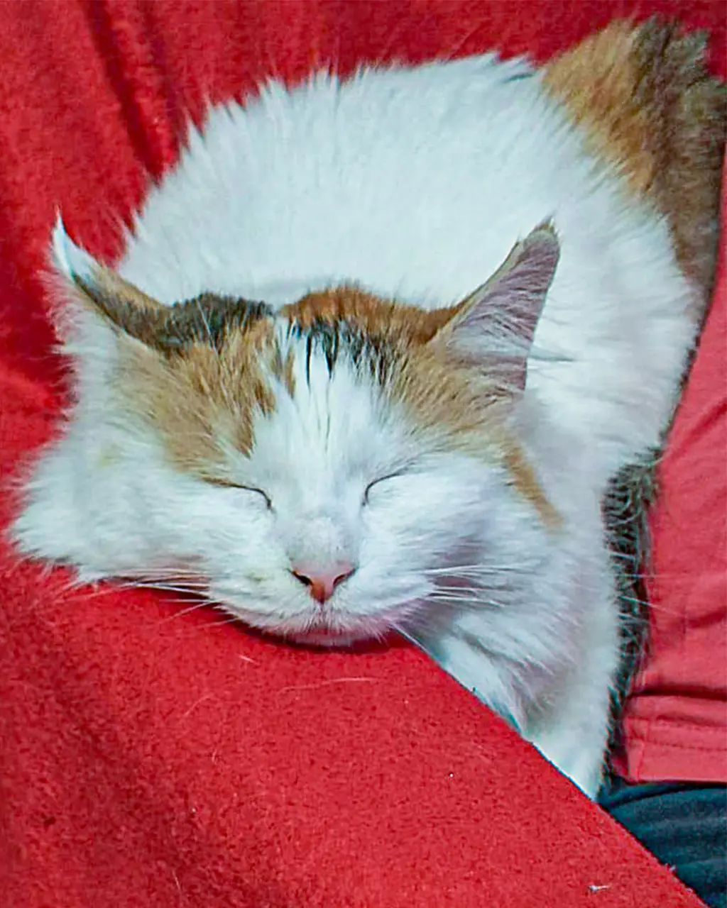 adopție
