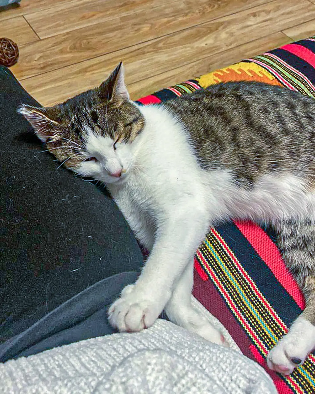 Adoptă