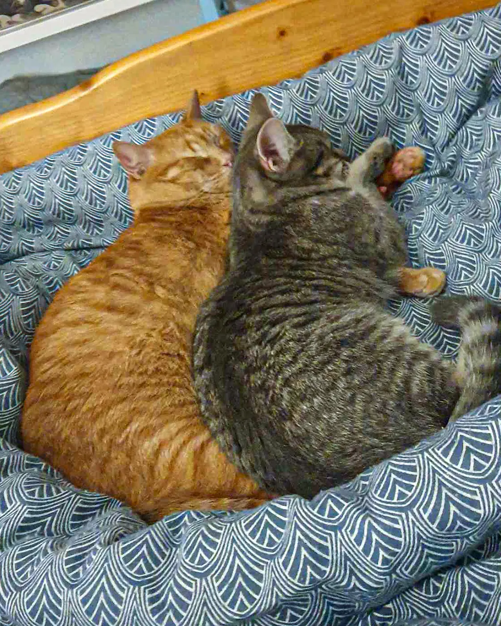 Adoptă