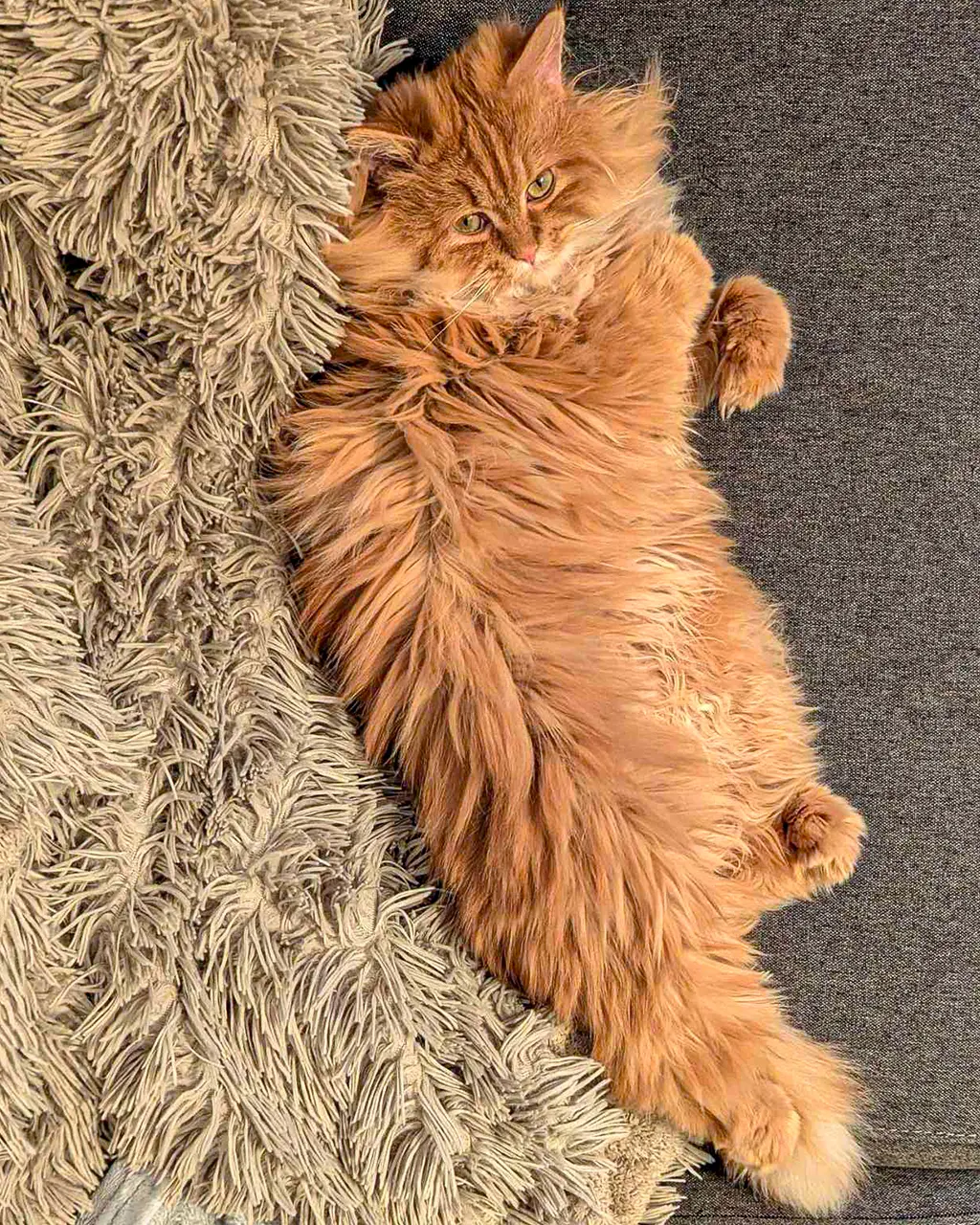 Adoptă