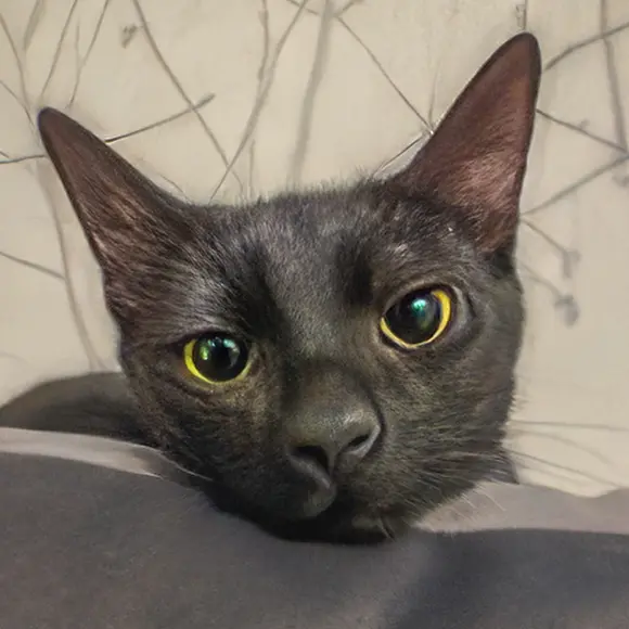 Blacky