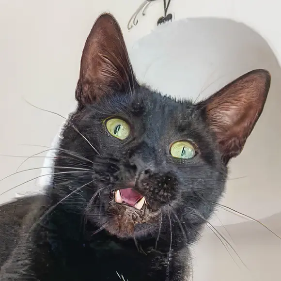 Carlo