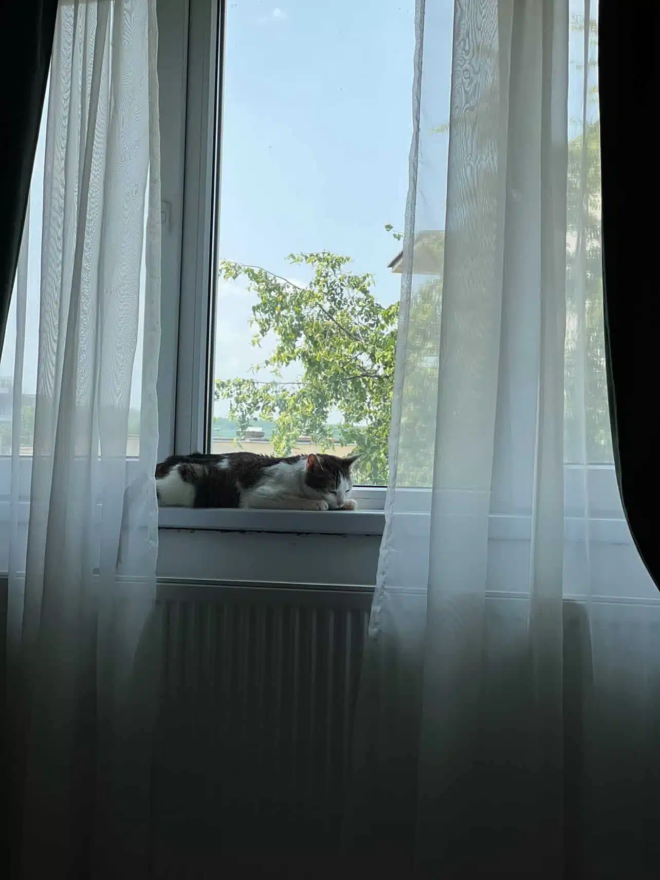 Mira