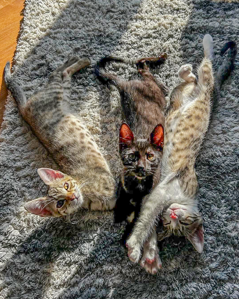 Nitro