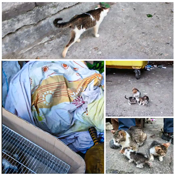 13 pisici legate în cearșafuri, abandonate la gunoi
