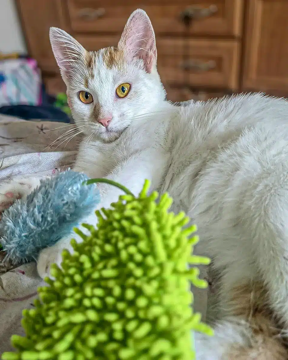 Piersicuță