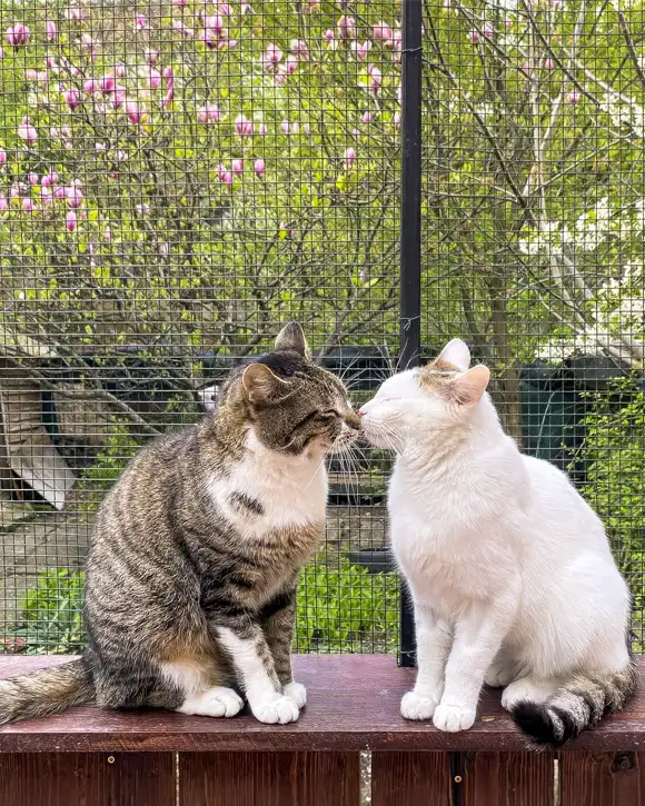 Green Cats