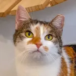 Green Cats