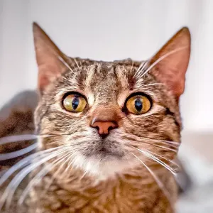 Sami