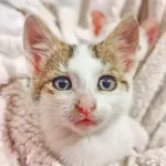 Green Cats