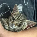 Green Cats