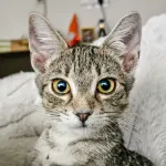 Green Cats