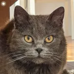 Green Cats