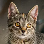 Green Cats