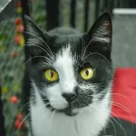 Green Cats
