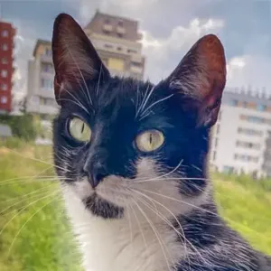 Oreo