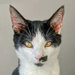Green Cats