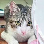 Green Cats