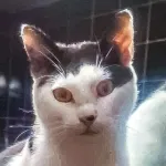 Green Cats