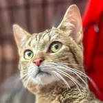 Green Cats