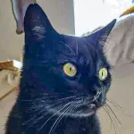 Green Cats