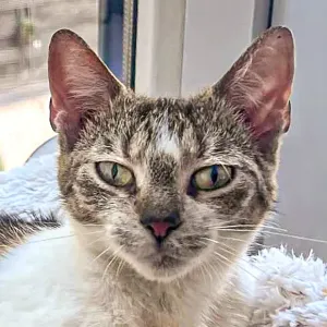 Suki