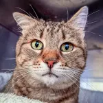 Green Cats