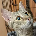 Green Cats