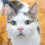 Green Cats