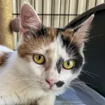 Green Cats