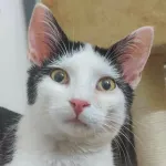 Green Cats