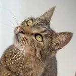 Green Cats