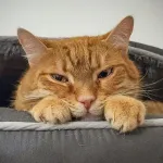 Green Cats