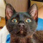 Green Cats
