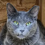 Green Cats
