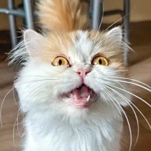 Kimi