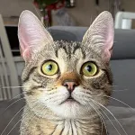 Green Cats