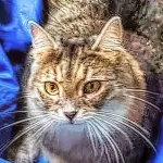 Green Cats