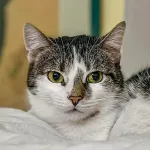 Green Cats