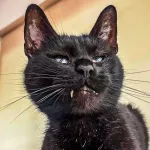 Green Cats