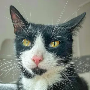 Calimero