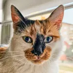 Green Cats