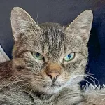 Green Cats