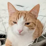 Green Cats