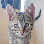 Green Cats