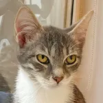 Green Cats