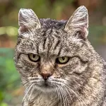 Green Cats