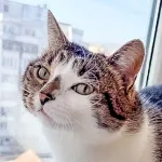 Green Cats