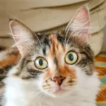 Green Cats