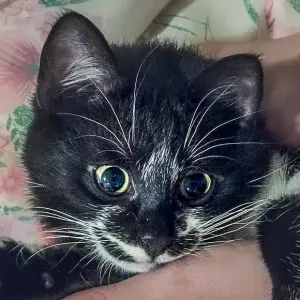 Yzuku